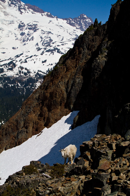 Mountain Goat And Little Tahoma